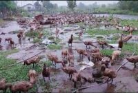 Pengusaha Peternakan bebek Mojokerto ( boh Itek Ijo). Foto istimewa 