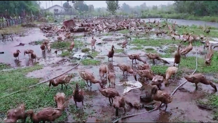 Pengusaha Peternakan bebek Mojokerto ( boh Itek Ijo). Foto istimewa 