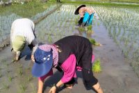Dinas Pertanian Aceh Besar, telah melakukan penanaman perdana padi sawah. Foto istimewa 